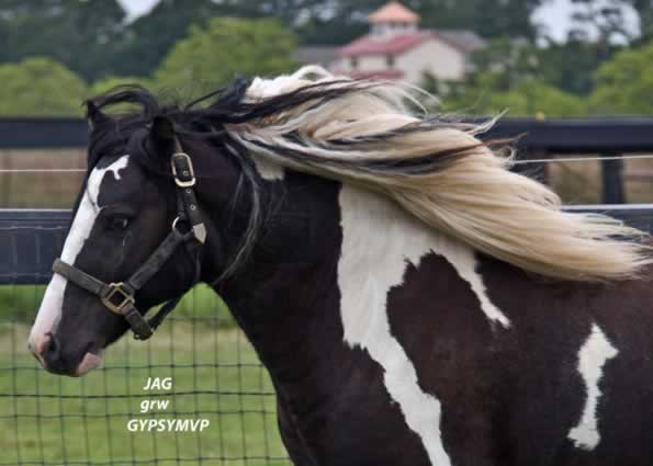 Gypsy Horse for Sale | Stallion | Piebald | Jag